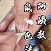  老鼠饺子包的过程图片「老鼠包饺子视频教程」