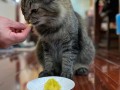 猫咪吃饺子没事吧