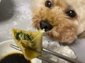 饺饺是什么品种的狗 水饺狗是哪本书