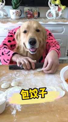 饺饺是什么品种的狗 水饺狗是哪本书  第2张