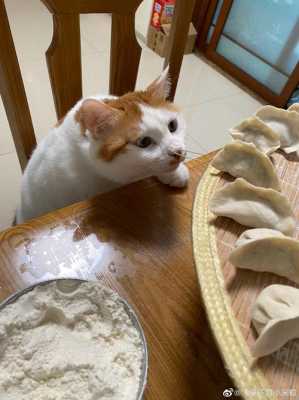 猫咪吃饺子没事吧  第3张